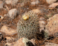 Coryphantha potosiana