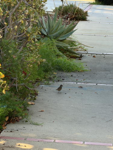 Song Sparrow