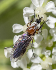 Dilophus strigilatus