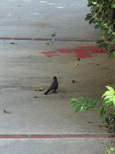 California Towhee