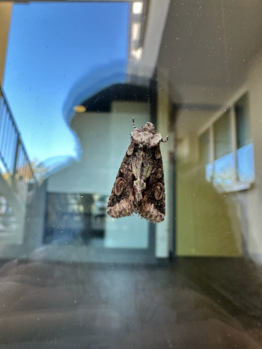 Green-brindled Crescent
