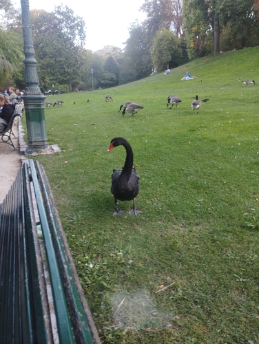 Black Swan