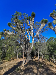 Yucca decipiens