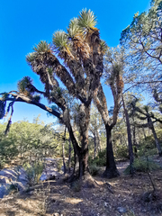 Yucca decipiens