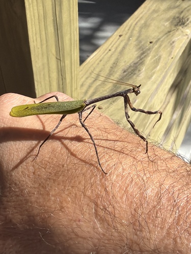 Texas Unicorn Mantis