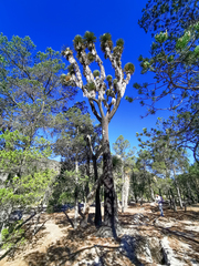 Yucca decipiens