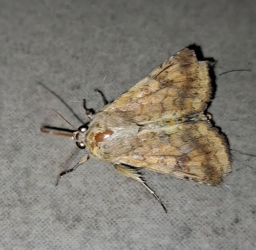 Cotton Bollworm Moth