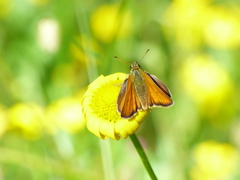 Thymelicus sylvestris