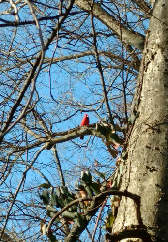 Northern Cardinal photographed in Tennessee
