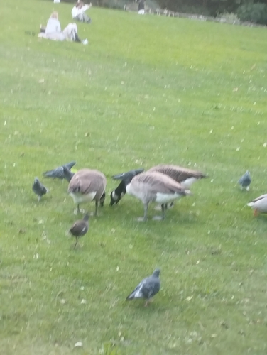 Canada Goose