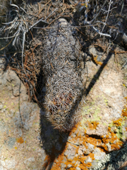 Coryphantha potosiana