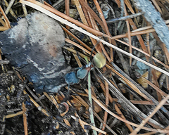 Camponotus pellarius