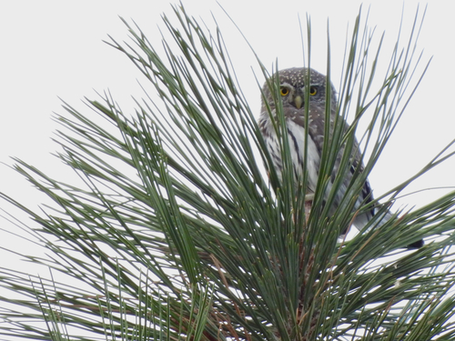 Northern Pygmy-Owl