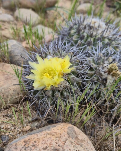 Copiapoa fiedleriana (Copiapoa fiedleriana)