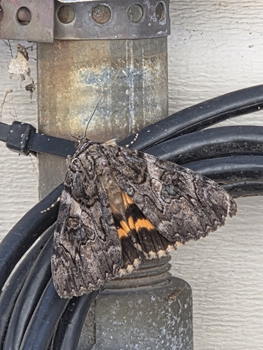 Penitent Underwing