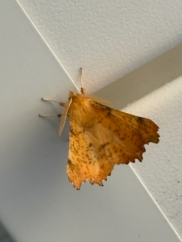 Maple Spanworm Moth