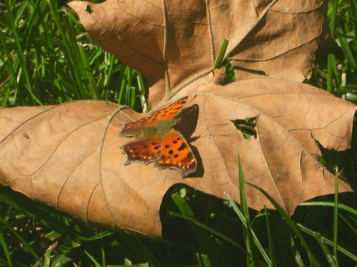 Eastern Comma