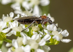 Dilophus strigilatus