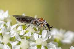 Dilophus strigilatus