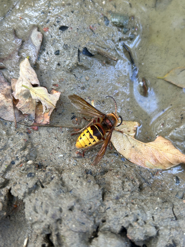 European Hornet