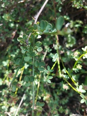 Acmispon cytisoides