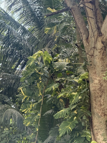 Golden Pothos
