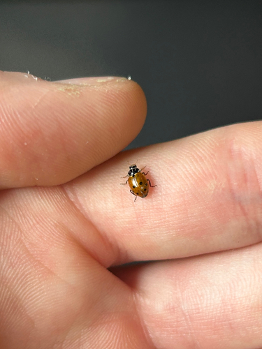 Variegated Lady Beetle
