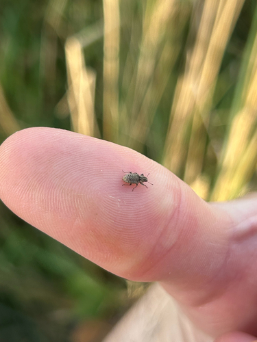 Clover Weevil