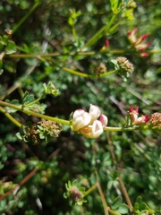 Acmispon cytisoides