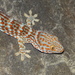 Gekko gecko - Photo (c) Ganjar Cahyadi, osa oikeuksista pidätetään (CC BY-NC), lähettänyt Ganjar Cahyadi