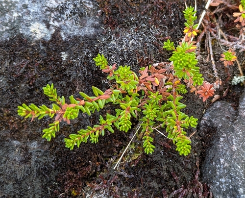 black crowberry