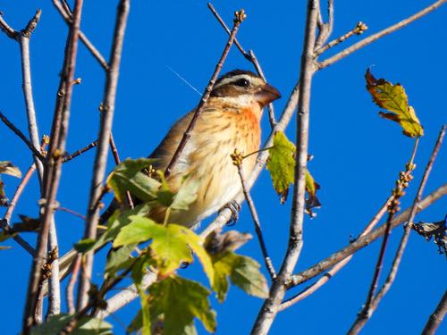 Rose-breasted Grosbeak