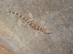 Gekko gecko