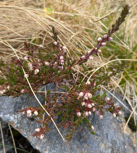common heather