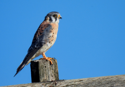 American Kestrel