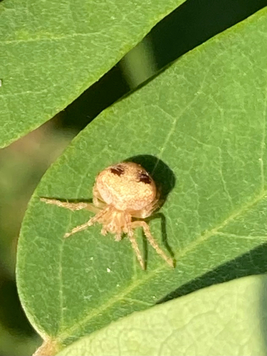 Deciduous Orbweaver