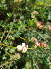 Acmispon cytisoides