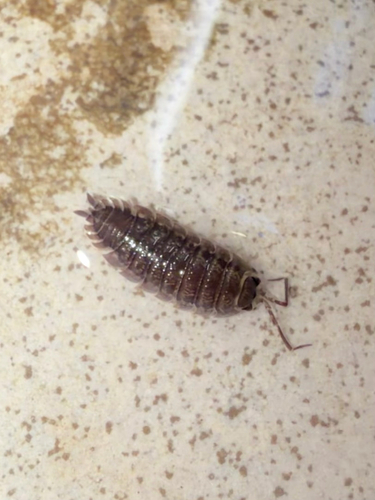 Common Rough Woodlouse