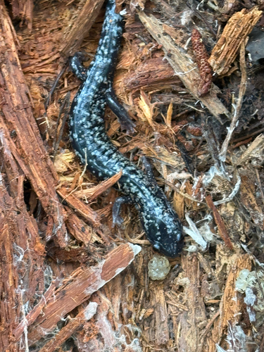 White-spotted Slimy Salamander