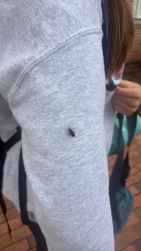 Eastern Boxelder Bug