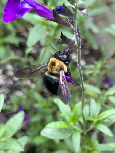 Eastern Carpenter Bee