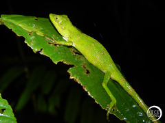 Pseudocalotes tympanistriga