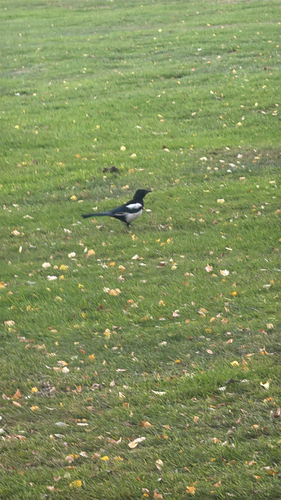 Eurasian Magpie