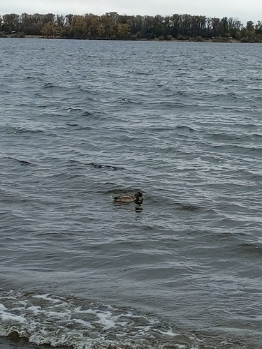 Mallard