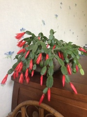 Rhipsalidopsis gaertneri