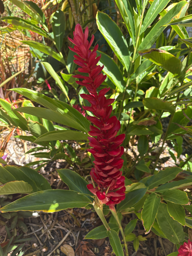 Alpinia purpurata observed 2026-08-29