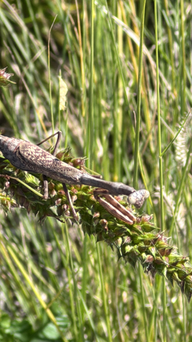 Carolina Mantis