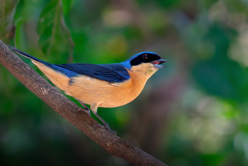Fawn-breasted Tanager
