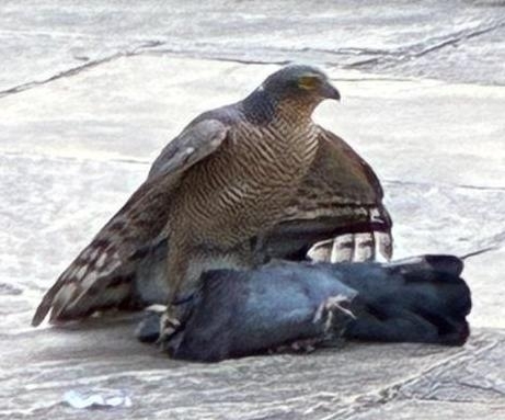 Eurasian Sparrowhawk