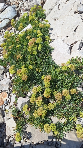 rock samphire